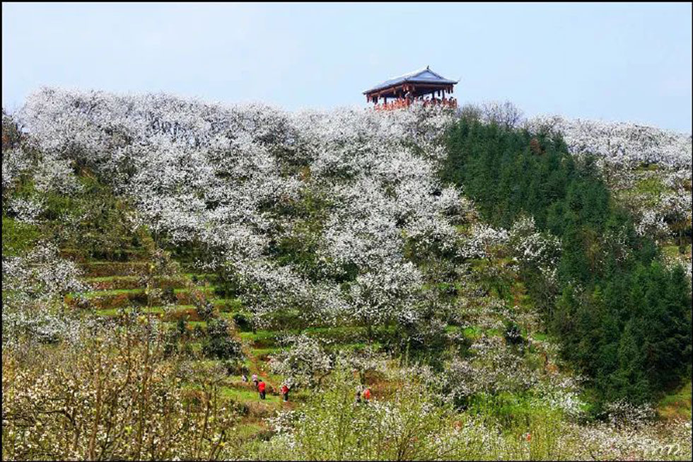 【春天，广西桂林灌阳县向您发出邀请！】我们在灌阳看梨花 - 游山玩水 - 烟台生活社区 - 烟台28生活网 yt.28life.net