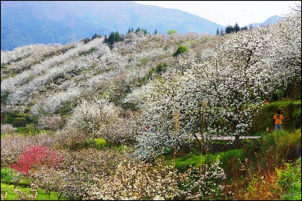 【春天，广西桂林灌阳县向您发出邀请！】我们在灌阳看梨花 - 游山玩水 - 烟台生活社区 - 烟台28生活网 yt.28life.net