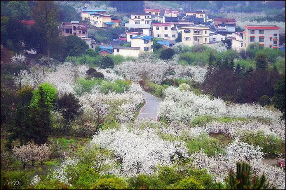 【春天，广西桂林灌阳县向您发出邀请！】我们在灌阳看梨花 - 游山玩水 - 烟台生活社区 - 烟台28生活网 yt.28life.net