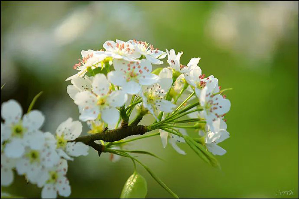 【春天，广西桂林灌阳县向您发出邀请！】我们在灌阳看梨花 - 游山玩水 - 烟台生活社区 - 烟台28生活网 yt.28life.net