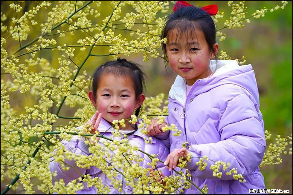 【春天，广西桂林灌阳县向您发出邀请！】米珠山前有片山苍子花在飘香 - 游山玩水 - 烟台生活社区 - 烟台28生活网 yt.28life.net