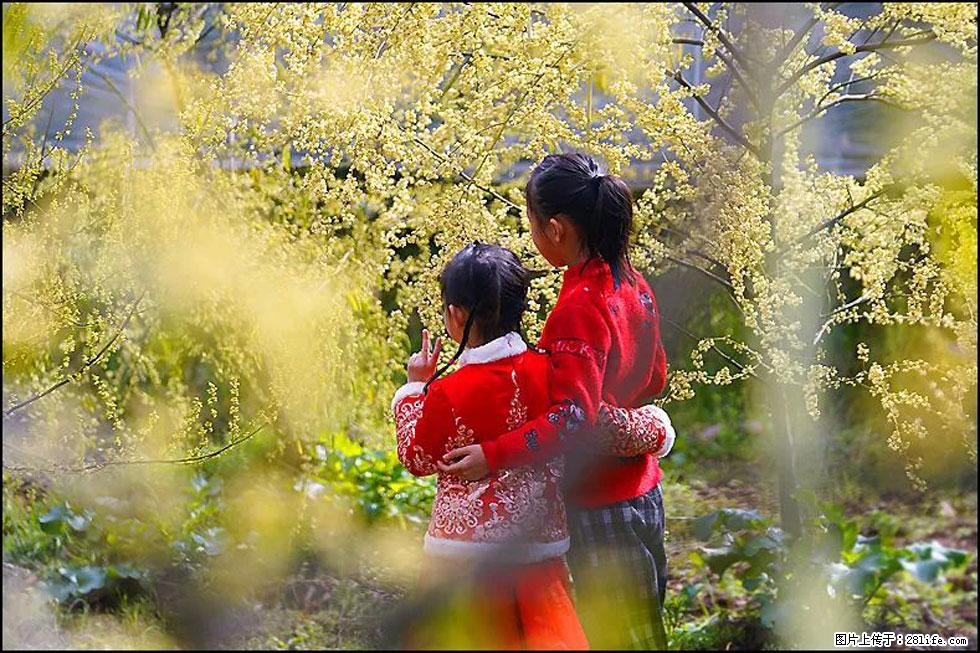 【春天，广西桂林灌阳县向您发出邀请！】米珠山前有片山苍子花在飘香 - 游山玩水 - 烟台生活社区 - 烟台28生活网 yt.28life.net