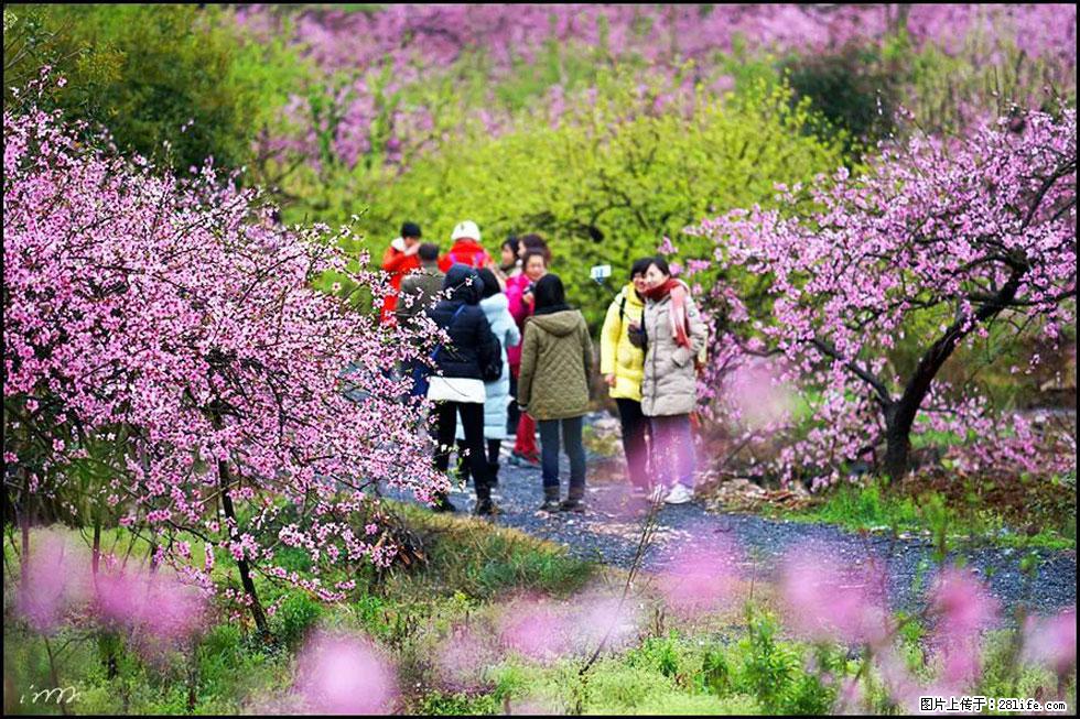 【春天，广西桂林灌阳县向您发出邀请！】官庄村有个醉美的桃花园 - 游山玩水 - 烟台生活社区 - 烟台28生活网 yt.28life.net
