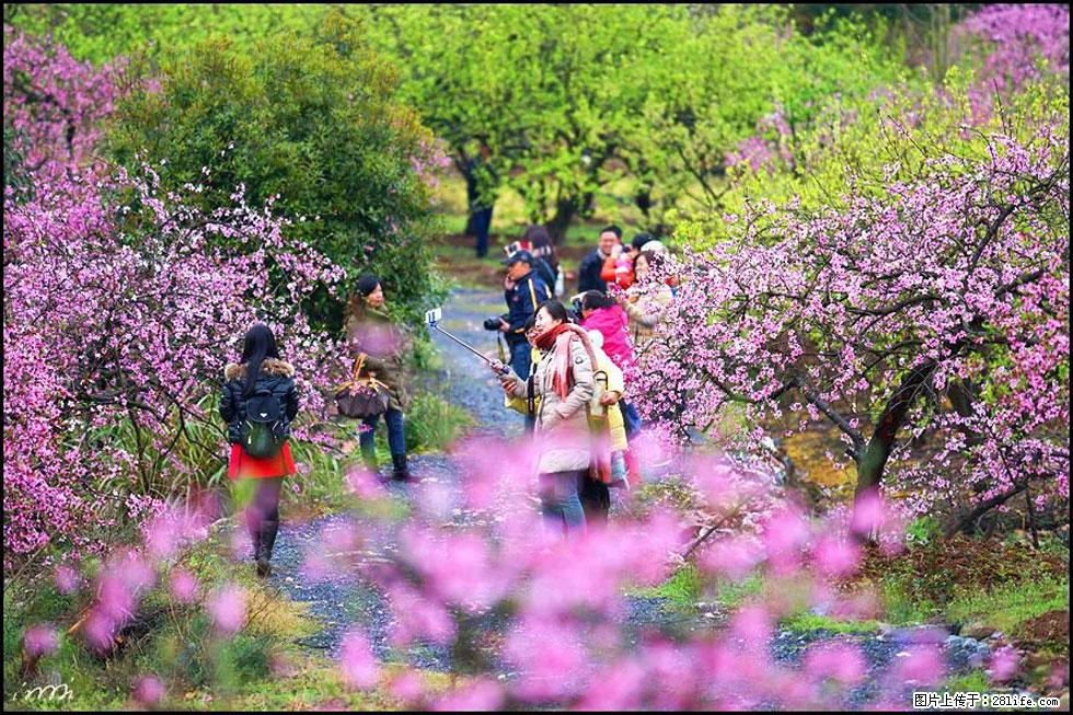 【春天，广西桂林灌阳县向您发出邀请！】官庄村有个醉美的桃花园 - 游山玩水 - 烟台生活社区 - 烟台28生活网 yt.28life.net