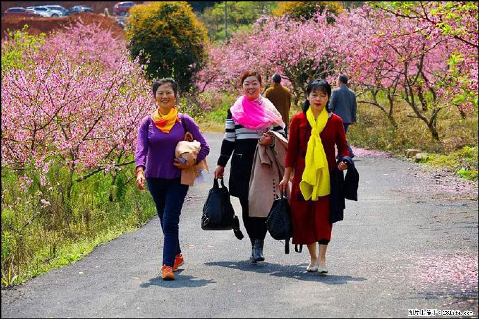 【春天，广西桂林灌阳县向您发出邀请！】官庄村有个醉美的桃花园 - 游山玩水 - 烟台生活社区 - 烟台28生活网 yt.28life.net