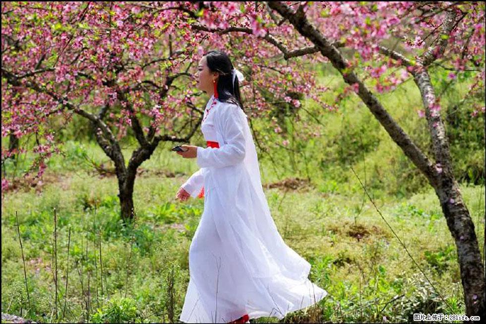 【春天，广西桂林灌阳县向您发出邀请！】官庄村有个醉美的桃花园 - 游山玩水 - 烟台生活社区 - 烟台28生活网 yt.28life.net