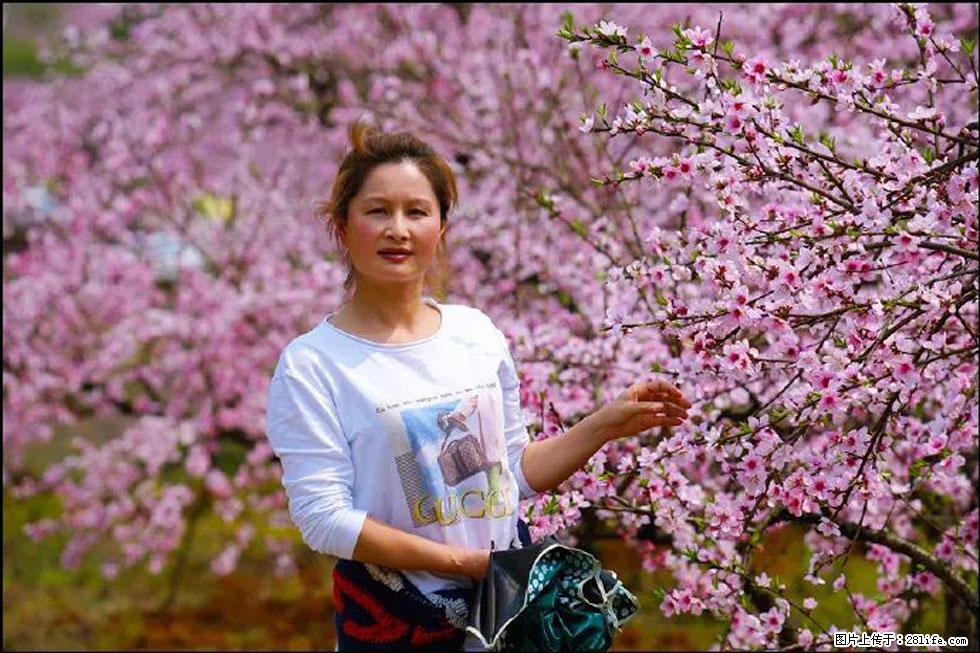 【春天，广西桂林灌阳县向您发出邀请！】官庄村有个醉美的桃花园 - 游山玩水 - 烟台生活社区 - 烟台28生活网 yt.28life.net