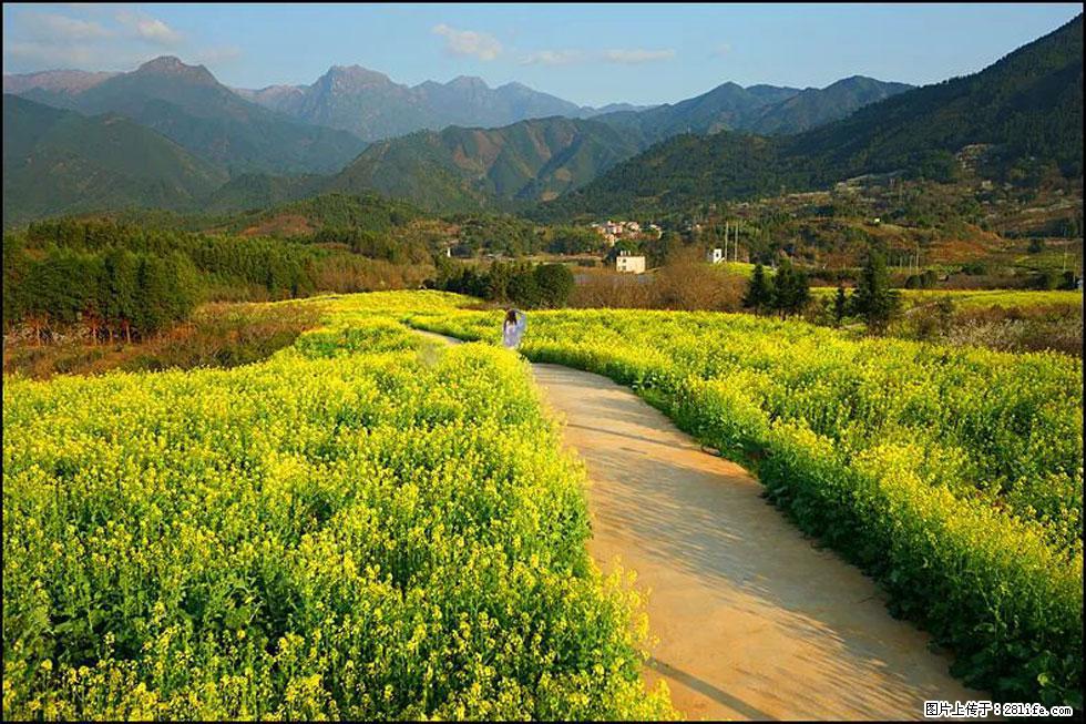 【春天，广西桂林灌阳县向您发出邀请！】长坪村油菜盛情花开 - 游山玩水 - 烟台生活社区 - 烟台28生活网 yt.28life.net