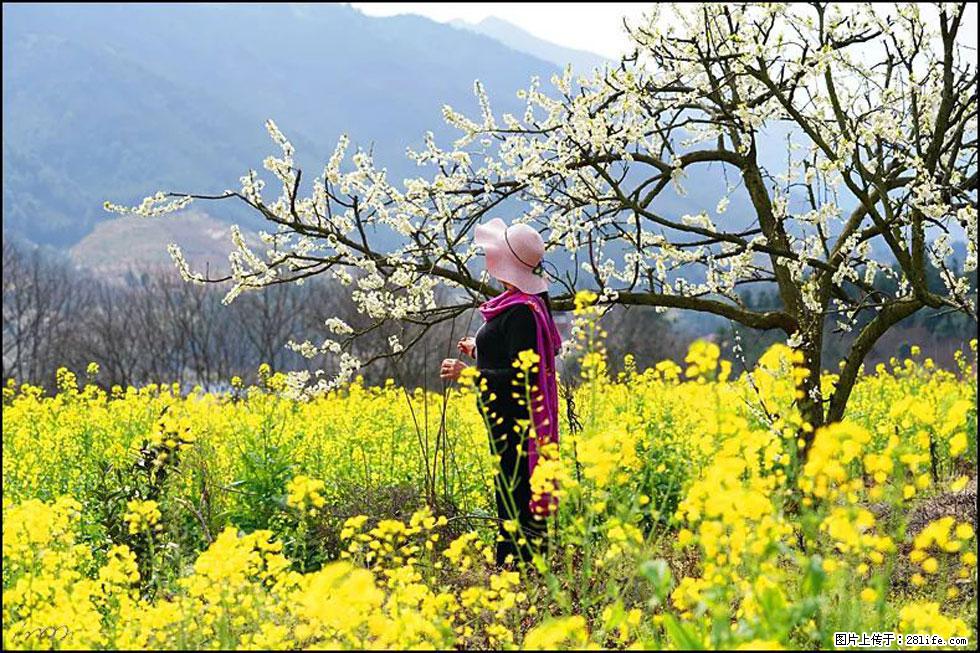 【春天，广西桂林灌阳县向您发出邀请！】长坪村油菜盛情花开 - 游山玩水 - 烟台生活社区 - 烟台28生活网 yt.28life.net