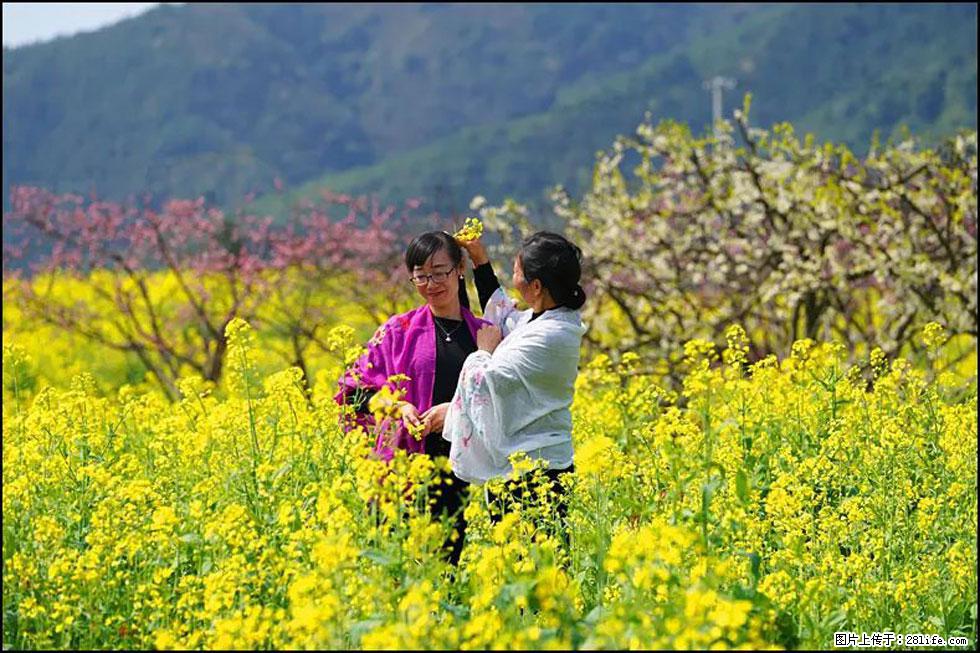 【春天，广西桂林灌阳县向您发出邀请！】长坪村油菜盛情花开 - 游山玩水 - 烟台生活社区 - 烟台28生活网 yt.28life.net
