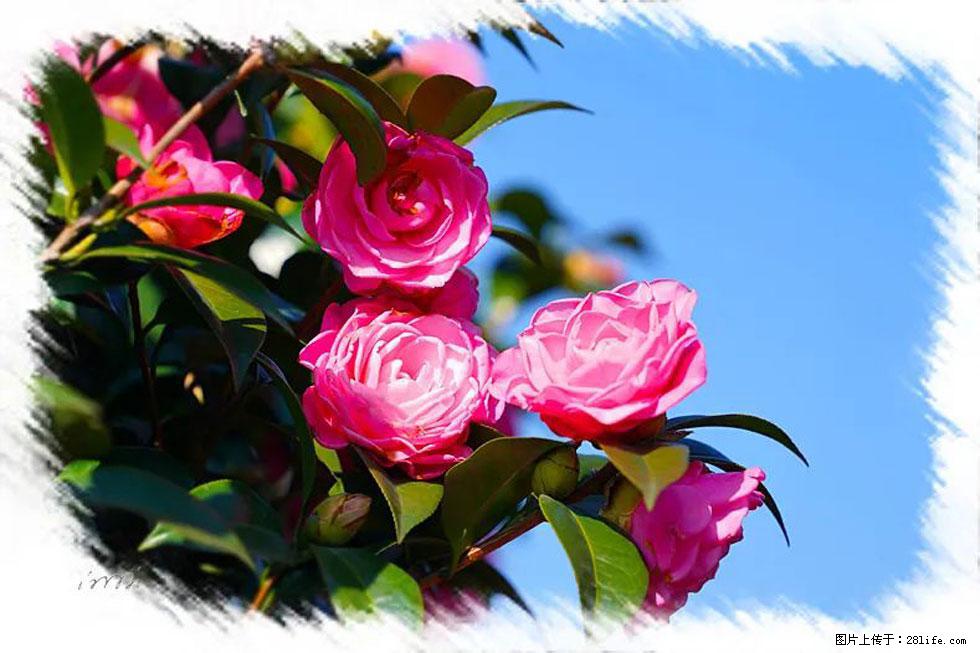 【春天,广西桂林灌阳县向您发出邀请!】杨柳井茶花惹人爱 - 游山玩水 - 烟台生活社区 - 烟台28生活网 yt.28life.net