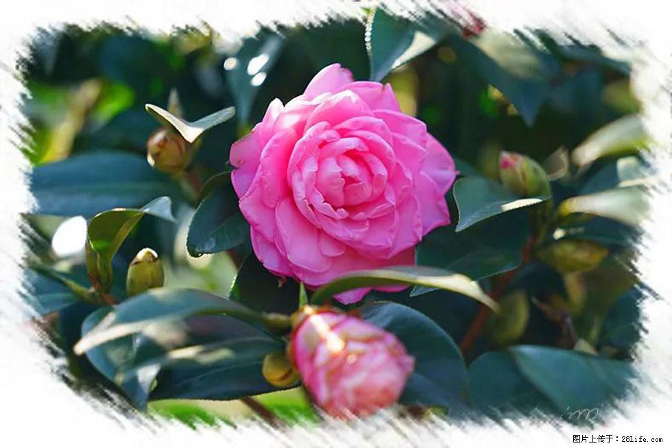 【春天,广西桂林灌阳县向您发出邀请!】杨柳井茶花惹人爱 - 游山玩水 - 烟台生活社区 - 烟台28生活网 yt.28life.net