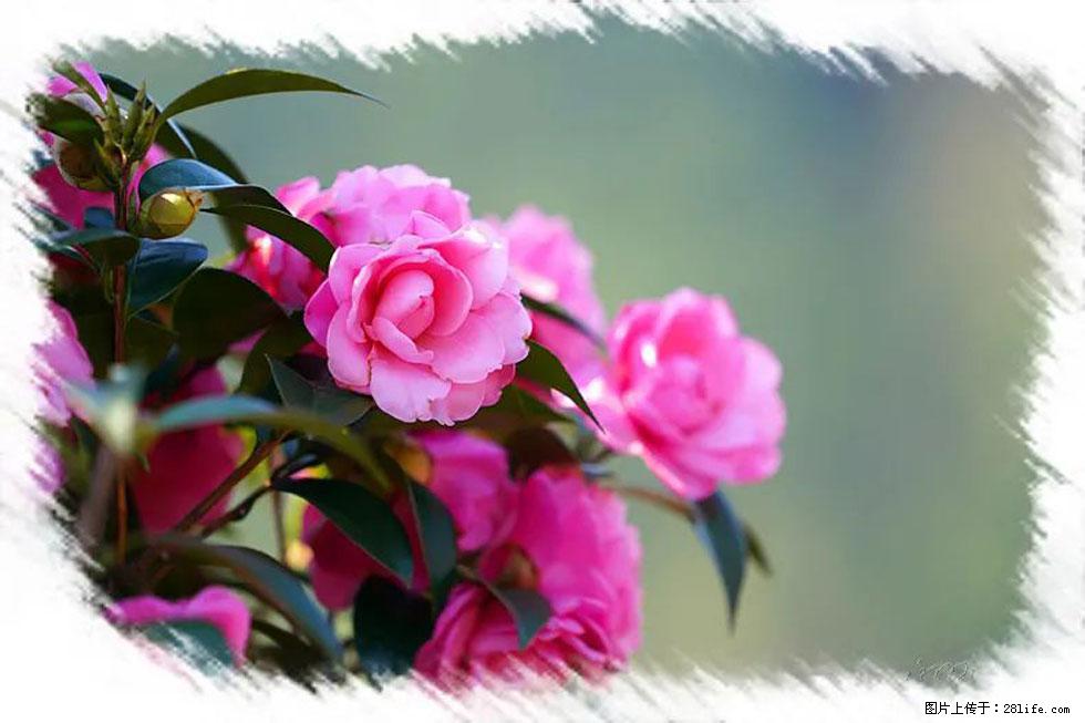 【春天,广西桂林灌阳县向您发出邀请!】杨柳井茶花惹人爱 - 游山玩水 - 烟台生活社区 - 烟台28生活网 yt.28life.net