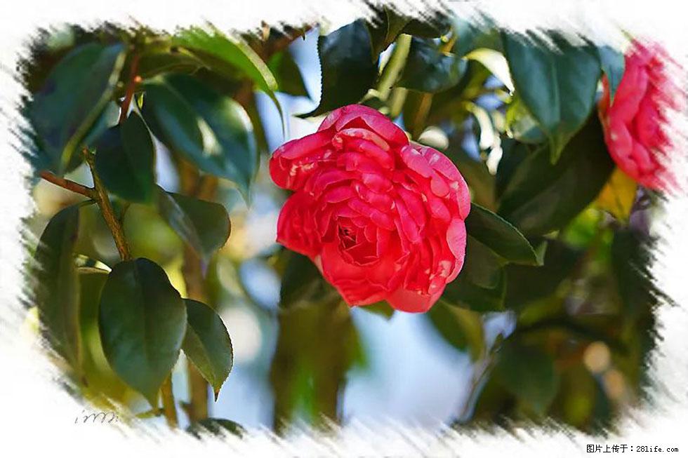 【春天,广西桂林灌阳县向您发出邀请!】杨柳井茶花惹人爱 - 游山玩水 - 烟台生活社区 - 烟台28生活网 yt.28life.net