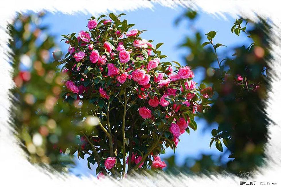 【春天,广西桂林灌阳县向您发出邀请!】杨柳井茶花惹人爱 - 游山玩水 - 烟台生活社区 - 烟台28生活网 yt.28life.net