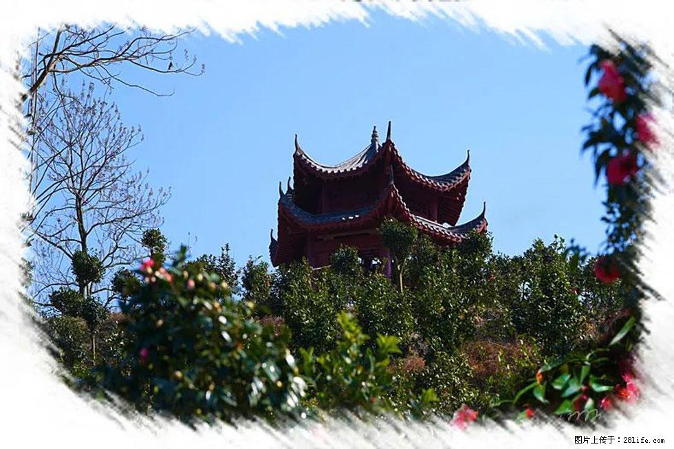 【春天,广西桂林灌阳县向您发出邀请!】杨柳井茶花惹人爱 - 游山玩水 - 烟台生活社区 - 烟台28生活网 yt.28life.net
