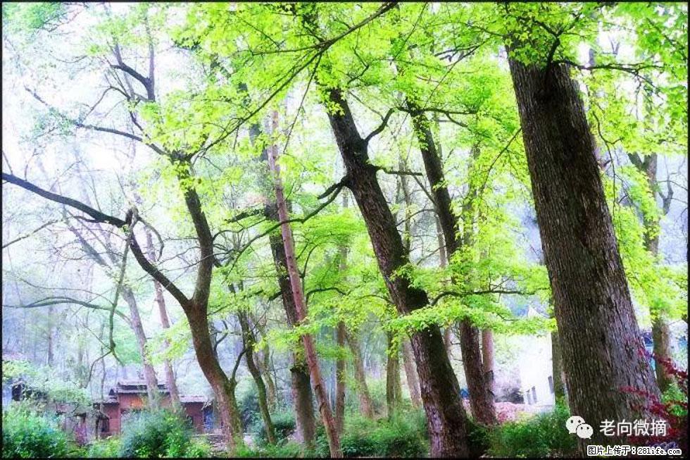 【春天，广西桂林灌阳县向您发出邀请！】在小龙村与春天约会 - 游山玩水 - 烟台生活社区 - 烟台28生活网 yt.28life.net