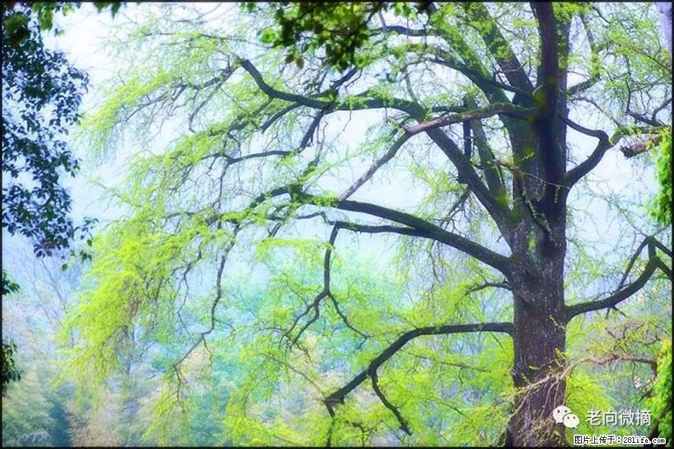 【春天，广西桂林灌阳县向您发出邀请！】在小龙村与春天约会 - 游山玩水 - 烟台生活社区 - 烟台28生活网 yt.28life.net