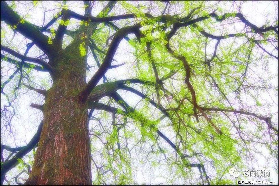 【春天，广西桂林灌阳县向您发出邀请！】在小龙村与春天约会 - 游山玩水 - 烟台生活社区 - 烟台28生活网 yt.28life.net