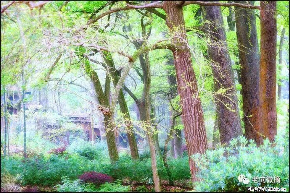 【春天，广西桂林灌阳县向您发出邀请！】在小龙村与春天约会 - 游山玩水 - 烟台生活社区 - 烟台28生活网 yt.28life.net