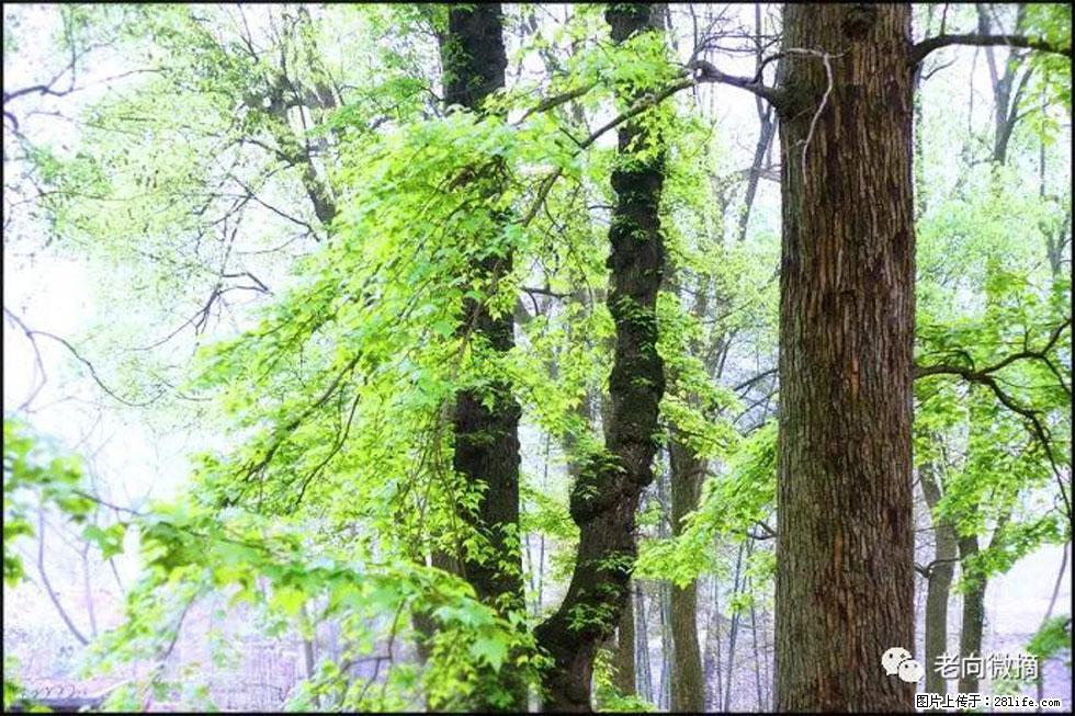 【春天，广西桂林灌阳县向您发出邀请！】在小龙村与春天约会 - 游山玩水 - 烟台生活社区 - 烟台28生活网 yt.28life.net