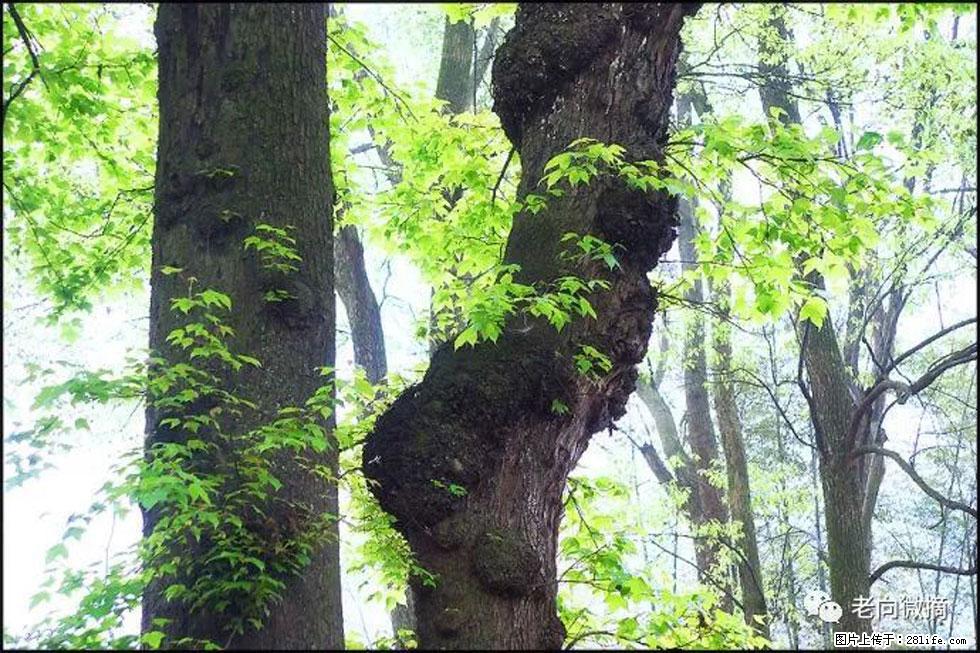 【春天，广西桂林灌阳县向您发出邀请！】在小龙村与春天约会 - 游山玩水 - 烟台生活社区 - 烟台28生活网 yt.28life.net