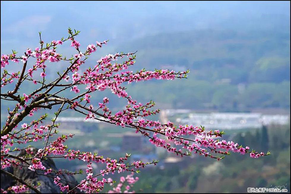 【春天，广西桂林灌阳县向您发出邀请！】望月岭上桃花开 - 游山玩水 - 烟台生活社区 - 烟台28生活网 yt.28life.net