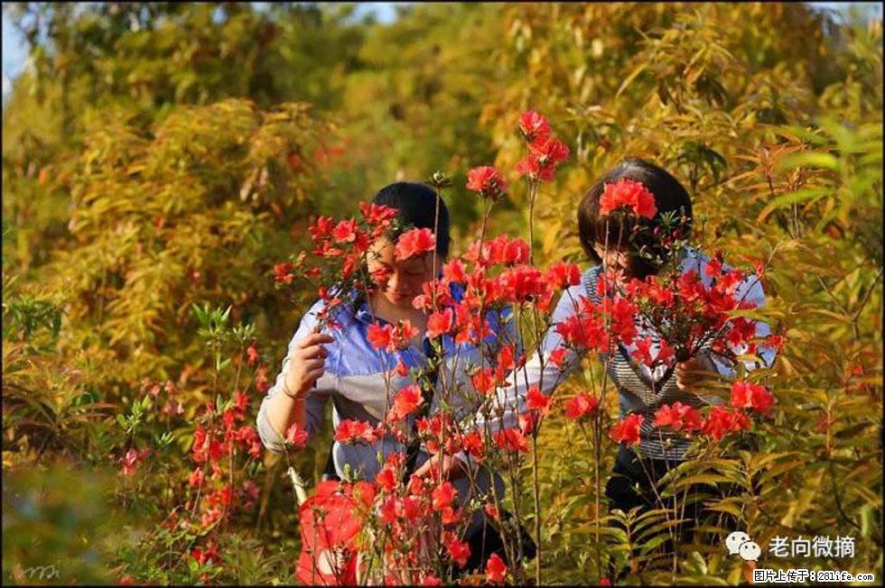 【春天，广西桂林灌阳县向您发出邀请！】登麒麟山，相约映山红 - 游山玩水 - 烟台生活社区 - 烟台28生活网 yt.28life.net