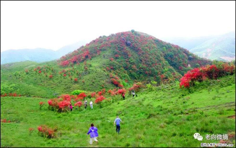 【春天，广西桂林灌阳县向您发出邀请！】宝盖山上映山红 - 游山玩水 - 烟台生活社区 - 烟台28生活网 yt.28life.net