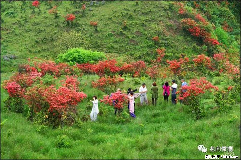 【春天，广西桂林灌阳县向您发出邀请！】宝盖山上映山红 - 游山玩水 - 烟台生活社区 - 烟台28生活网 yt.28life.net