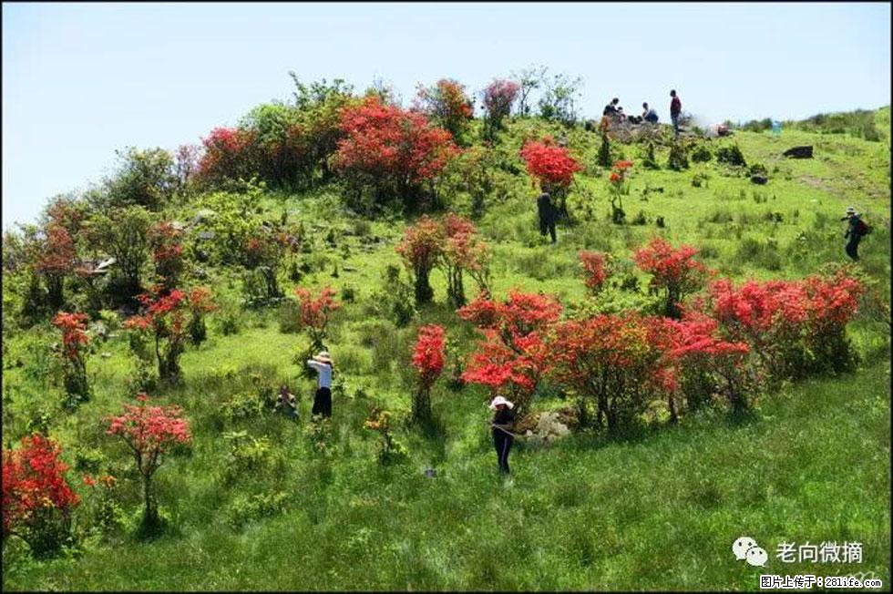 【春天，广西桂林灌阳县向您发出邀请！】宝盖山上映山红 - 游山玩水 - 烟台生活社区 - 烟台28生活网 yt.28life.net