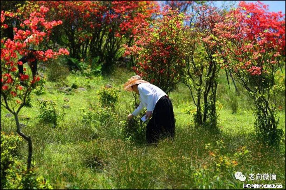 【春天，广西桂林灌阳县向您发出邀请！】宝盖山上映山红 - 游山玩水 - 烟台生活社区 - 烟台28生活网 yt.28life.net