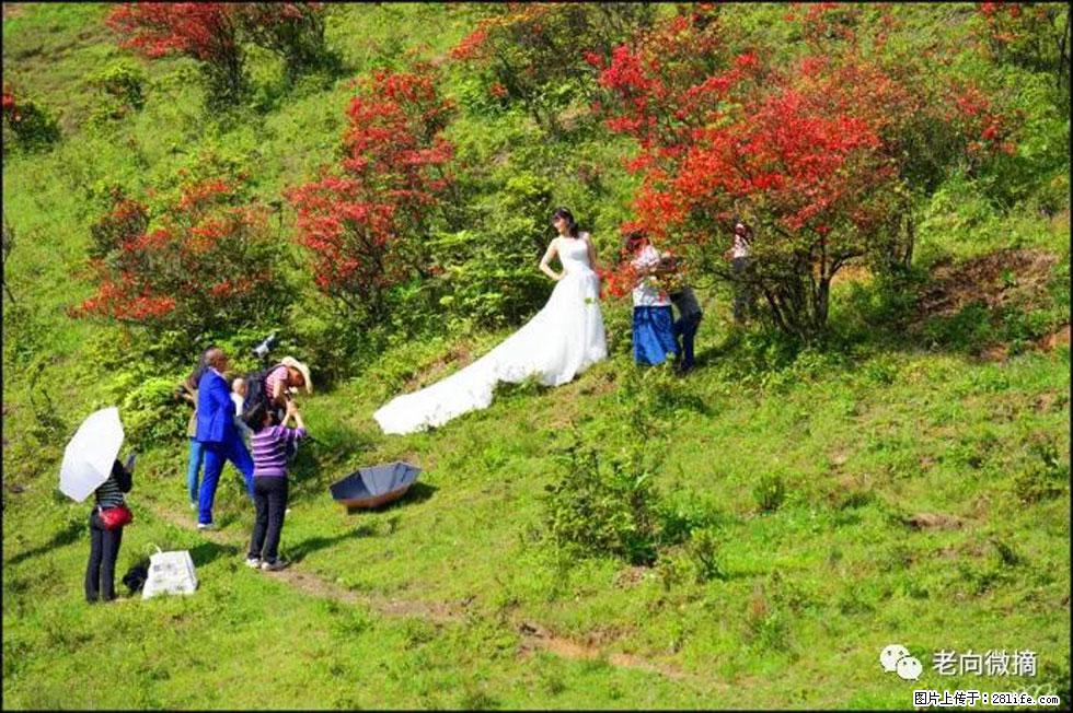【春天，广西桂林灌阳县向您发出邀请！】宝盖山上映山红 - 游山玩水 - 烟台生活社区 - 烟台28生活网 yt.28life.net