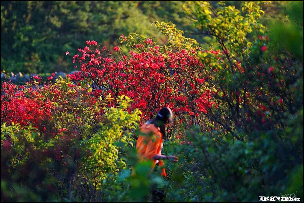 【春天，广西桂林灌阳县向您发出邀请！】春木界上映山红 - 游山玩水 - 烟台生活社区 - 烟台28生活网 yt.28life.net