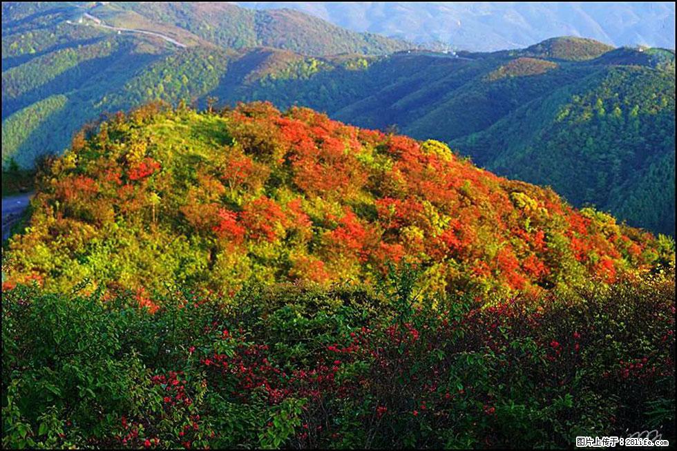 【春天，广西桂林灌阳县向您发出邀请！】春木界上映山红 - 游山玩水 - 烟台生活社区 - 烟台28生活网 yt.28life.net