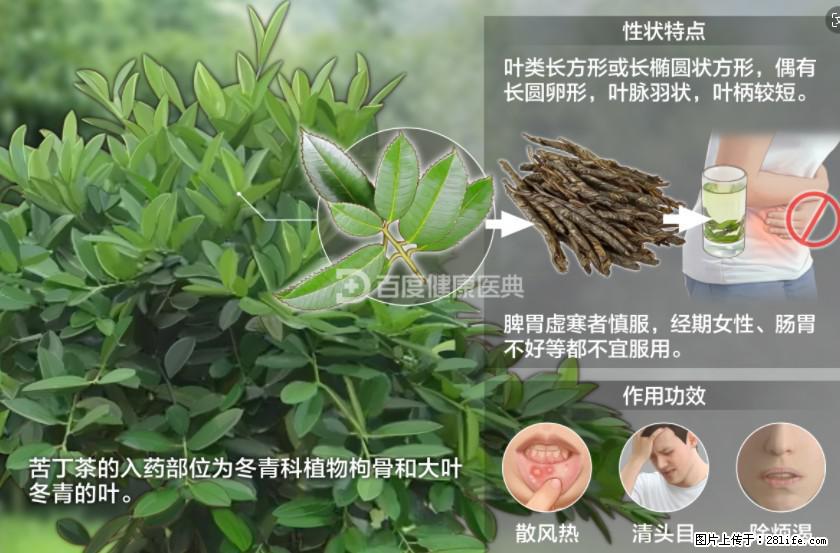 苦丁茶有哪些功效和作用 - 生活百科 - 烟台生活社区 - 烟台28生活网 yt.28life.net