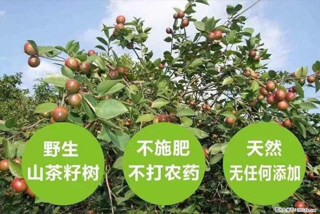 【灌阳县油茶产业示范区】一个有着充实的精神生活的人，对待身外之物自会有一种淡泊的态度 - 土特产 - 饮食特产 - 烟台分类信息 - 烟台28生活网 yt.28life.net