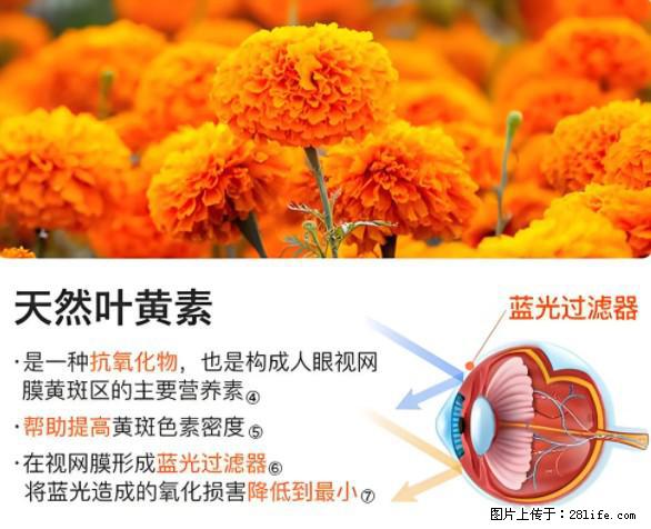 叶黄素有什么功效和作用 - 生活百科 - 烟台生活社区 - 烟台28生活网 yt.28life.net