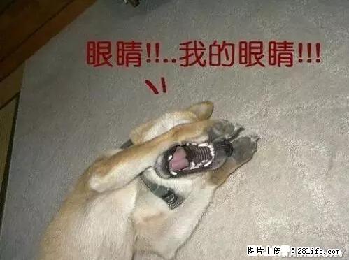 笑癫了！一女的怀孕三年未生，他终于忍不住了... - 娱乐八卦 - 烟台生活社区 - 烟台28生活网 yt.28life.net