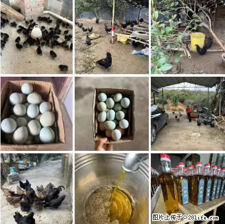 油茶园从小鸡仔开始养起的纯土鸡、土鸡蛋可以预定啦!还有前几天刚榨的纯山茶油哦 - 土特产 - 饮食特产 - 烟台分类信息 - 烟台28生活网 yt.28life.net