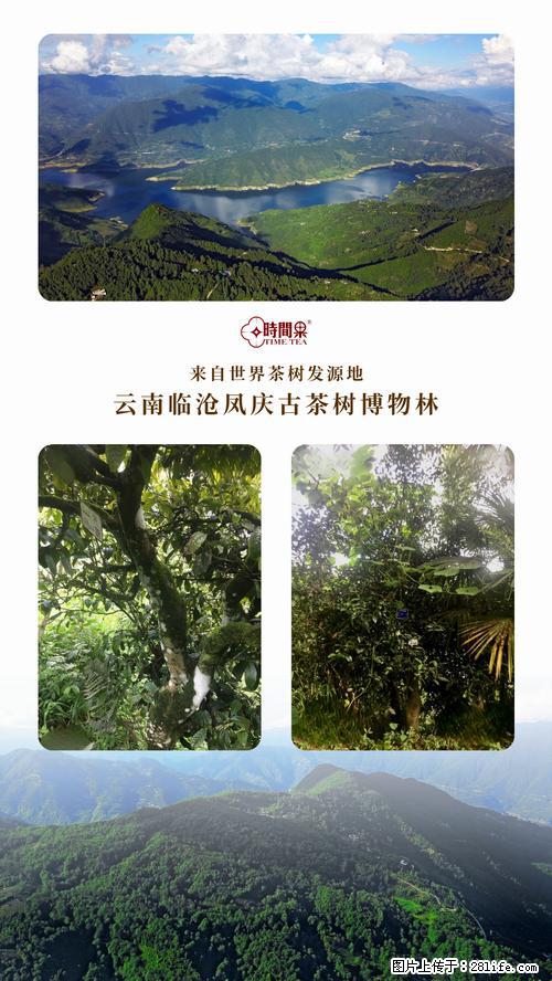 时间果百年古树2025年春红茶 - 购物交流 - 烟台生活社区 - 烟台28生活网 yt.28life.net