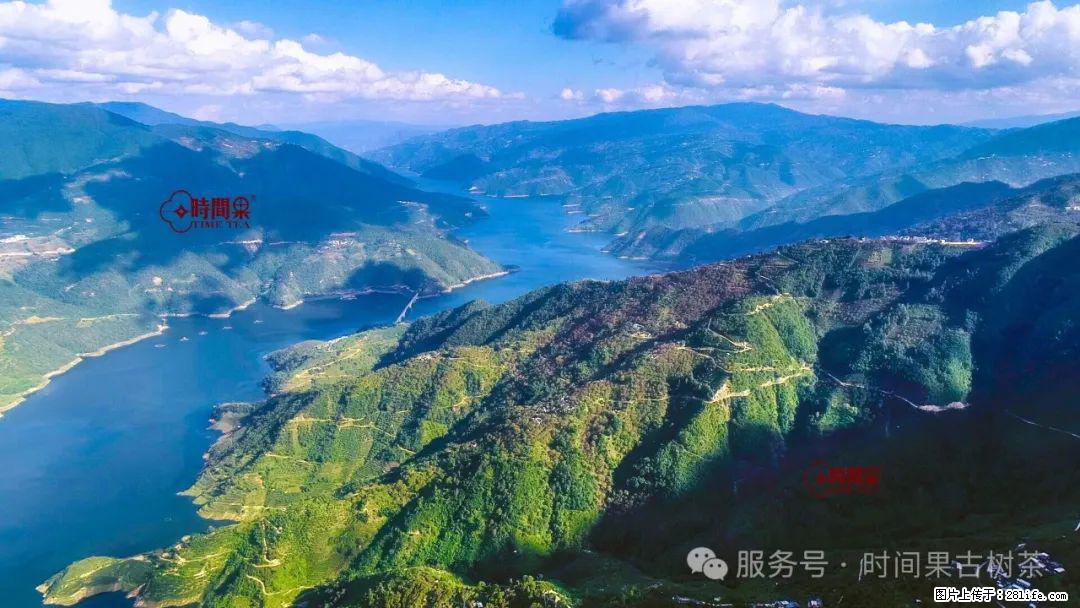 时间果百年古树龙珠普洱生茶 - 购物交流 - 烟台生活社区 - 烟台28生活网 yt.28life.net