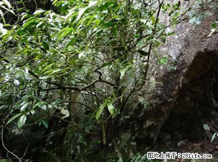 平乐石崖茶，珍贵仅次于金花茶 - 烟台生活资讯 - 烟台28生活网 yt.28life.net