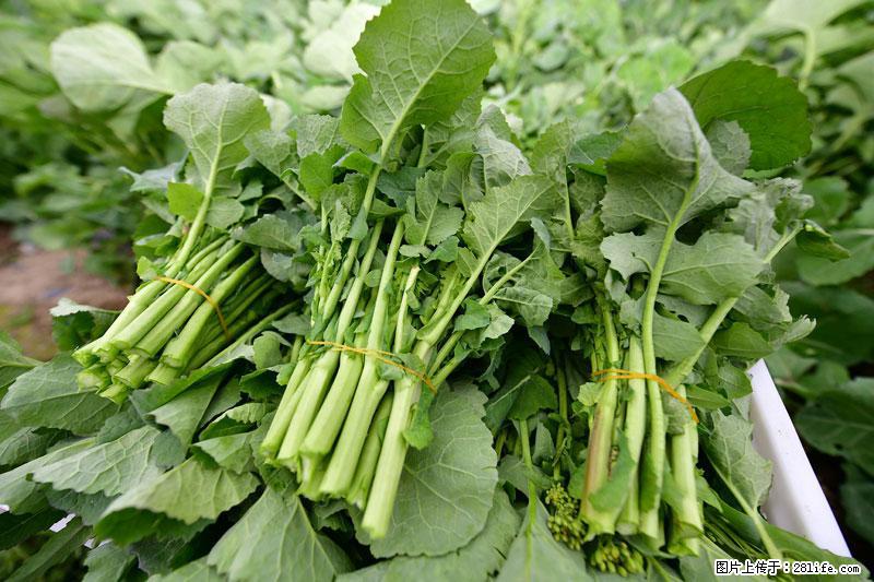这些蔬菜是“天然钙片”，这6种被医生重点推荐 - 烟台生活资讯 - 烟台28生活网 yt.28life.net